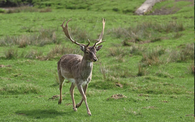 Fallow deer